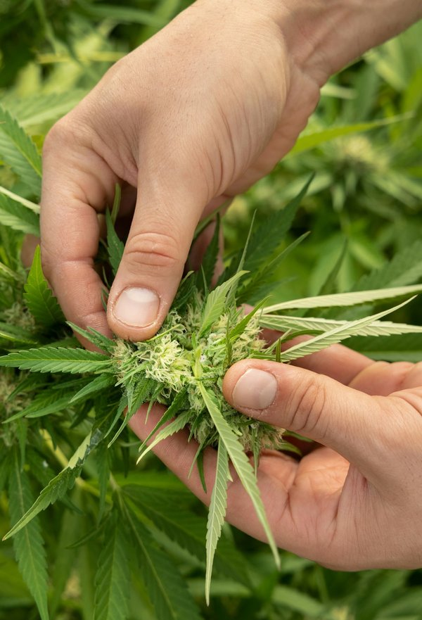 Tealerlab avis : qualité cbd et promotion 40%