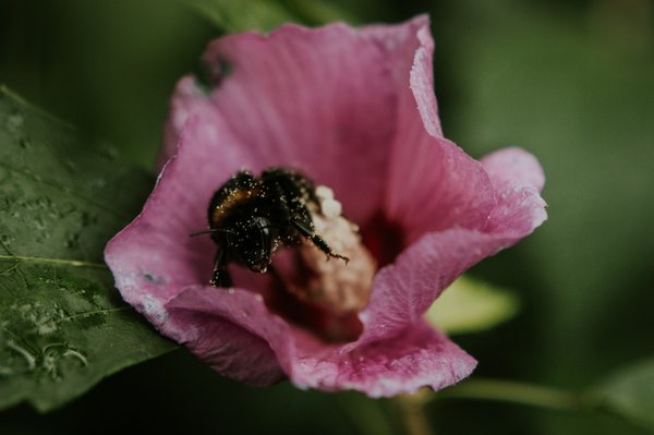 Quel est le rôle des insectes pollinisateurs dans l'agriculture urbaine ?